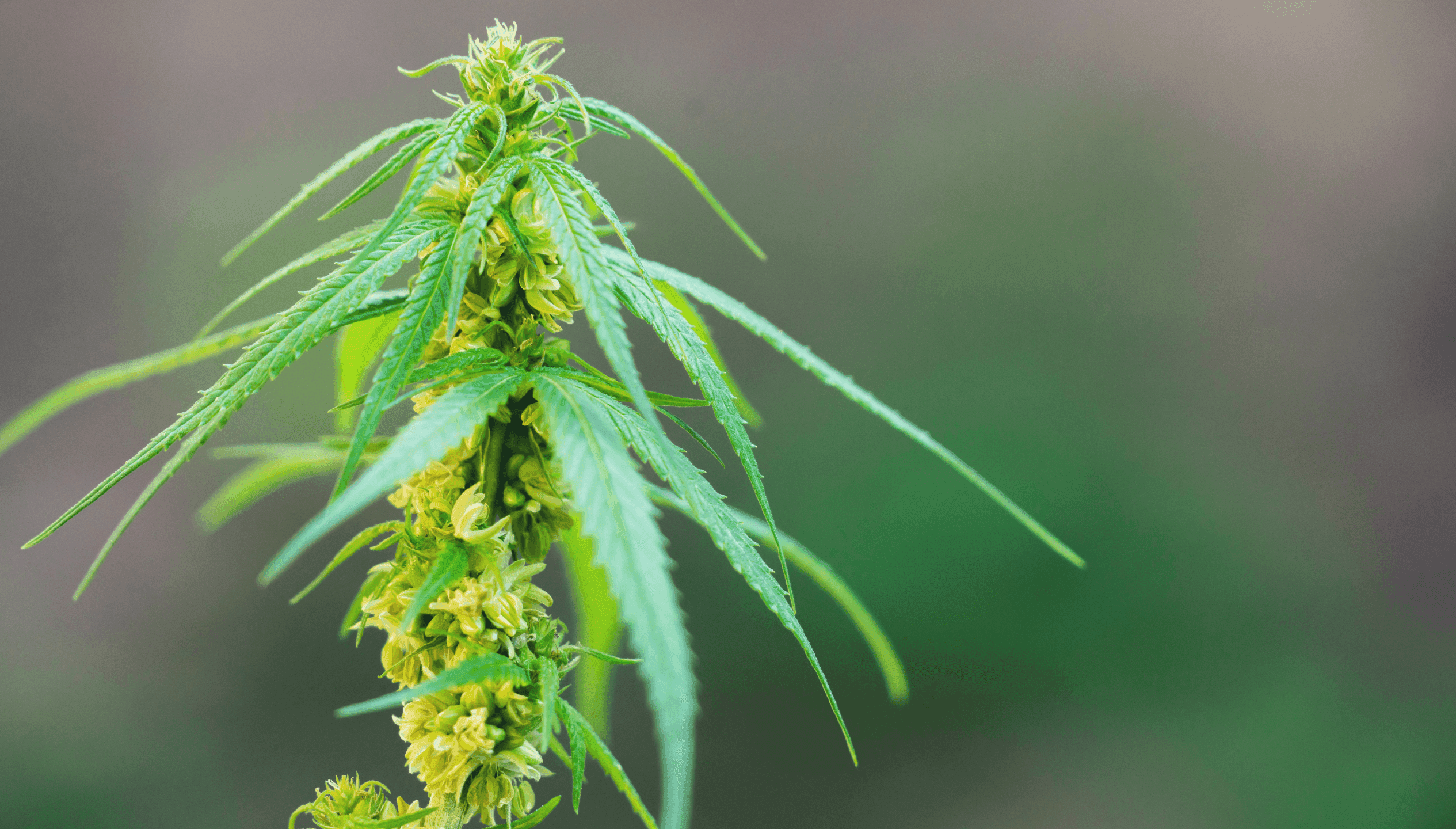 Eine Cannabispflanze mit unscharfen Hintergrund
