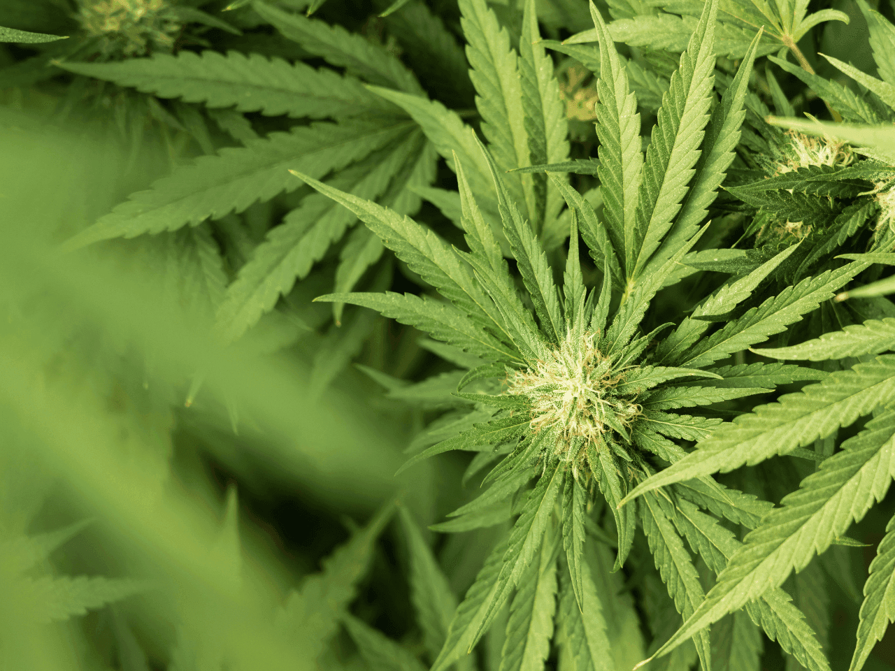 Nahaufnahme einer Cannabispflanze